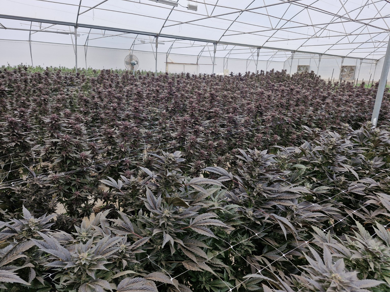 KGC flowering greenhouse