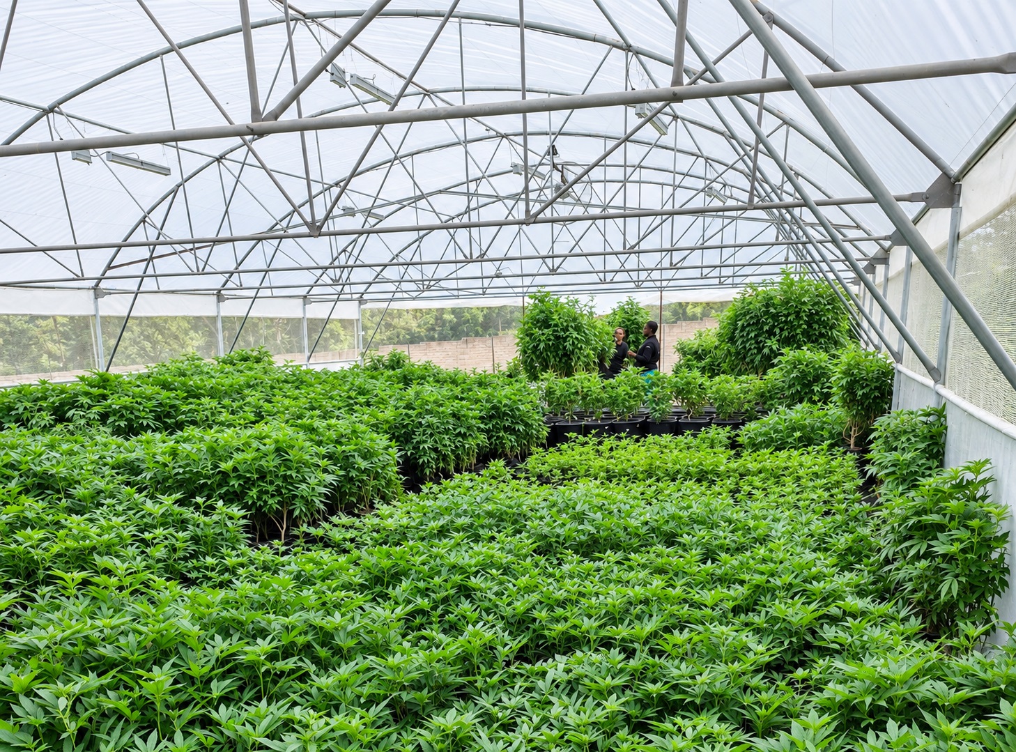 KGC cultivation greenhouse